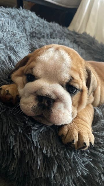 Lauly Bull's - Chiot disponible  - Bulldog Anglais