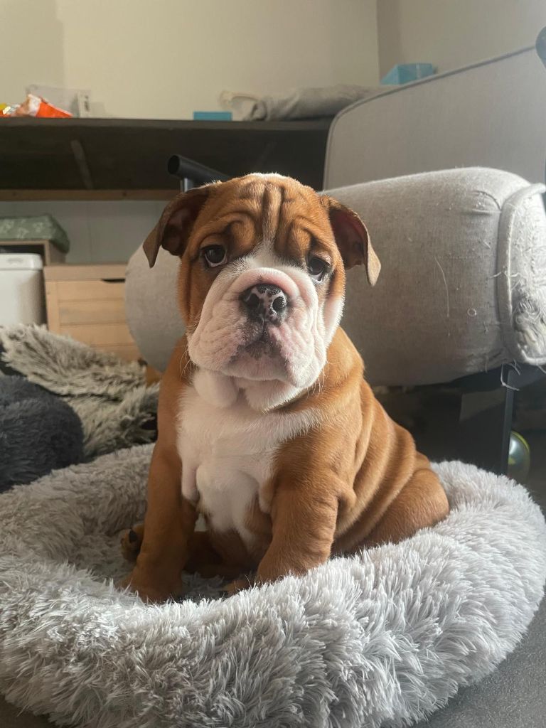 Lauly Bull's - Chiot disponible  - Bulldog Anglais