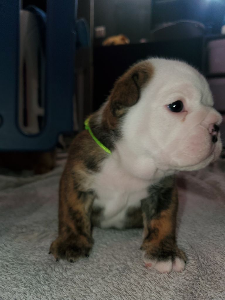 Lauly Bull's - Chiot disponible  - Bulldog Anglais