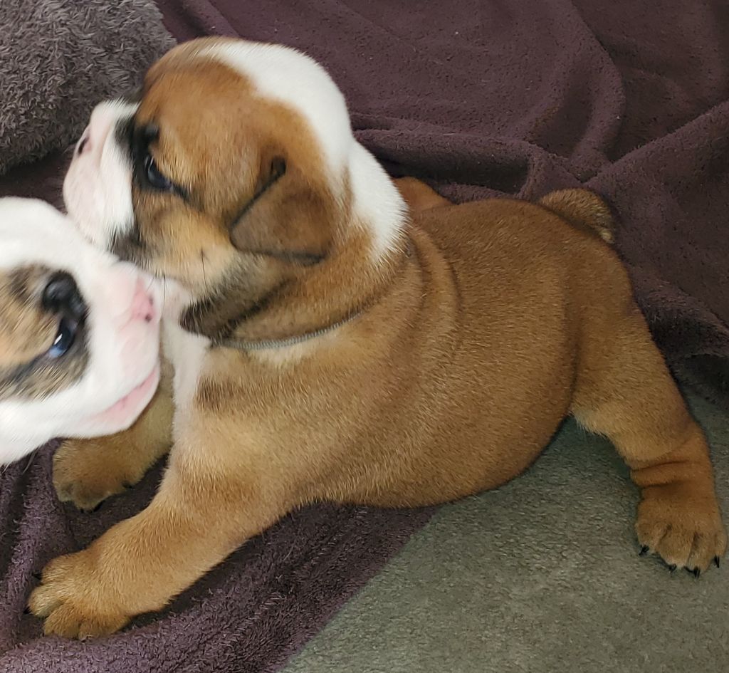 Lauly Bull's - Chiot disponible  - Bulldog Anglais