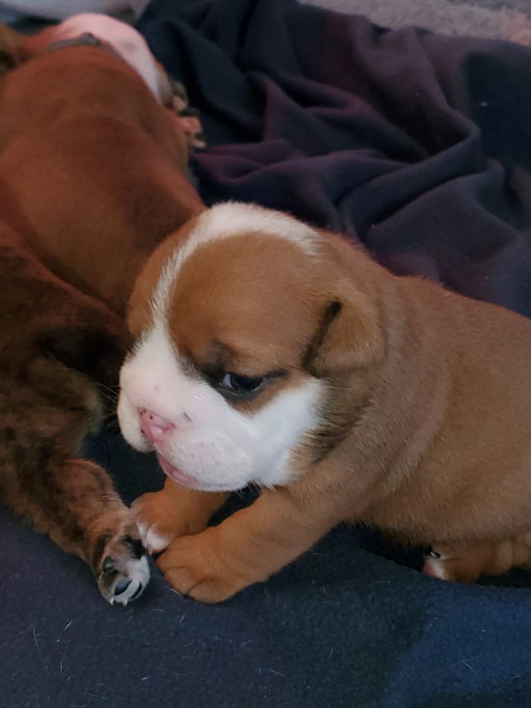 Lauly Bull's - Chiot disponible  - Bulldog Anglais