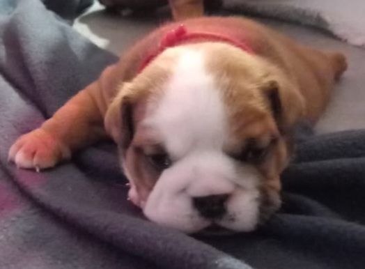 Lauly Bull's - Chiot disponible  - Bulldog Anglais