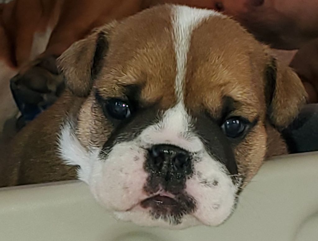 Lauly Bull's - Chiot disponible  - Bulldog Anglais