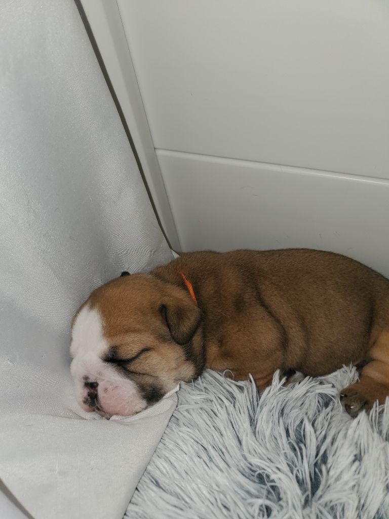 Lauly Bull's - Chiot disponible  - Bulldog Anglais