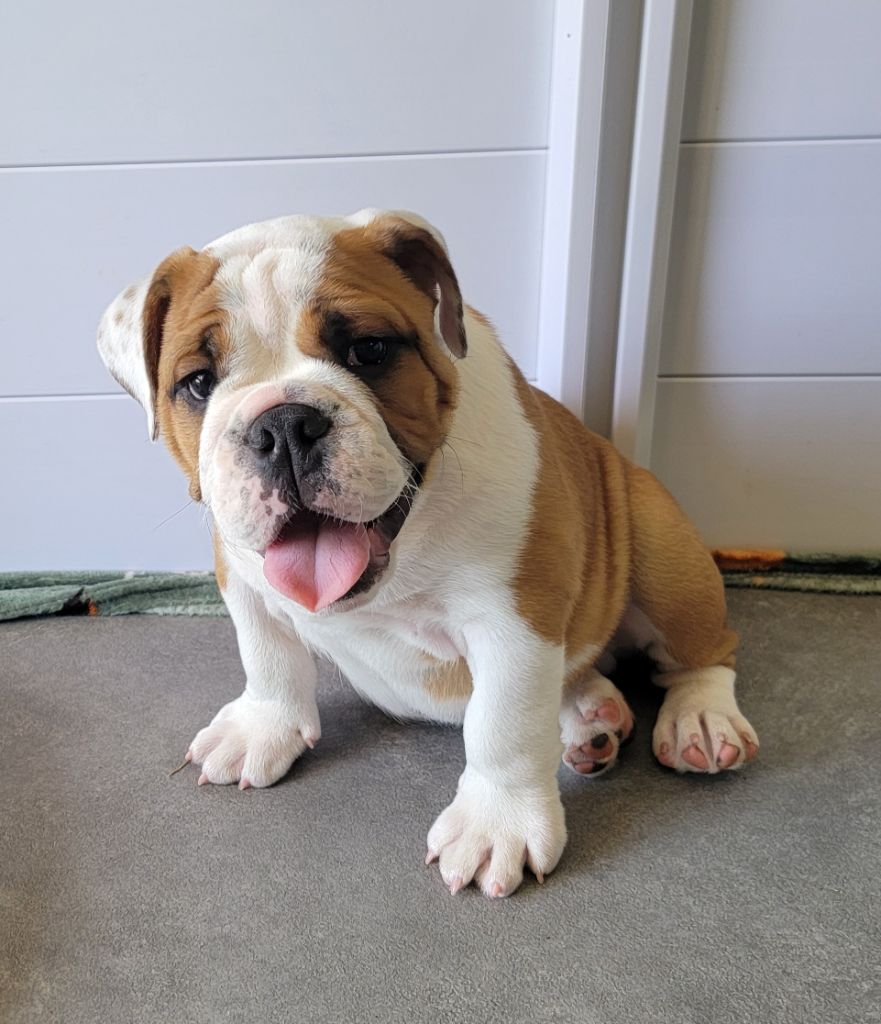 Lauly Bull's - Chiots disponibles - Bulldog Anglais