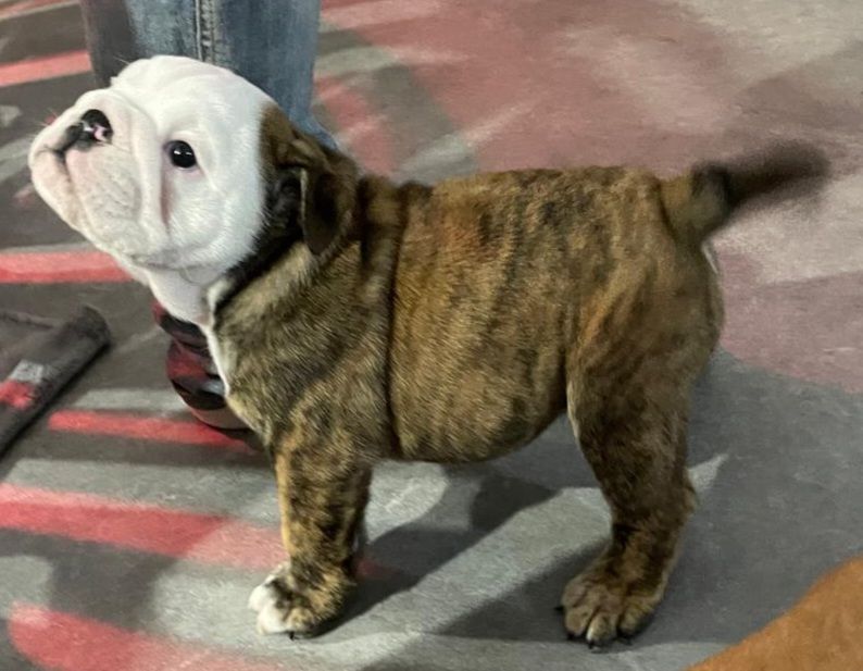 Lauly Bull's - Bulldog Anglais - Portée née le 19/11/2024